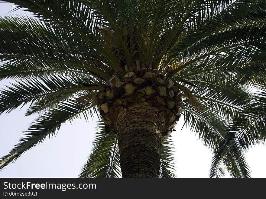 Large palm closely in a sunny day