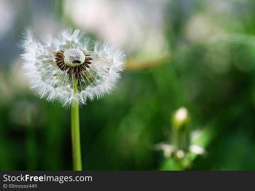 Half taraxacum dandelion in my backyard. Half taraxacum dandelion in my backyard