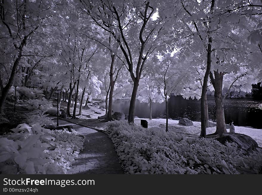 Infrared Photo- Tree, Rock