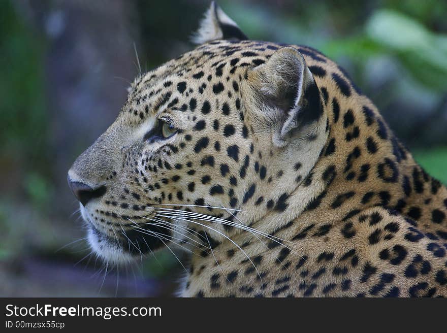 An African Leopard in the wild