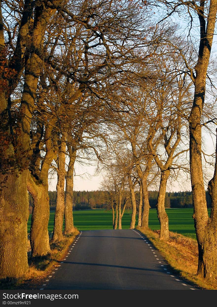 Tree avenue with old trees watching the road. Tree avenue with old trees watching the road.