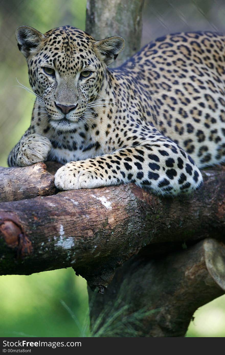 An African Leopard in the wild