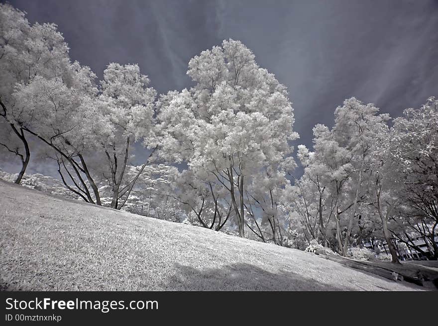 Infrared photo- tree, skies