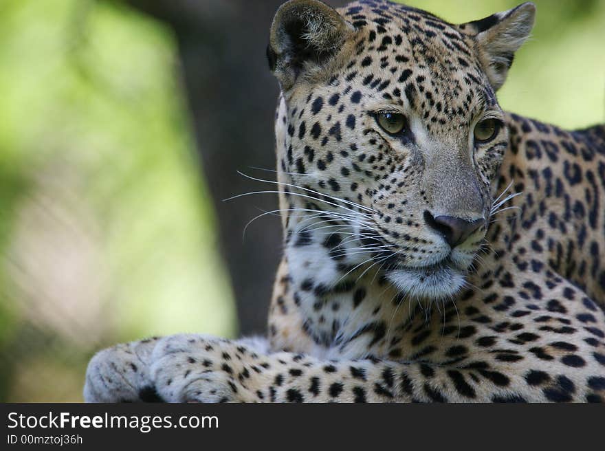 An African Leopard in the wild