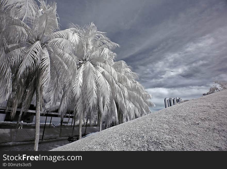 Infrared photo- coconut tree