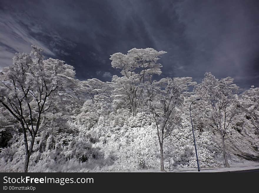 Infrared photo- tree, skies and road in the parks