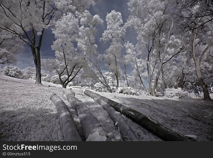 Infrared photo- tree, tree log