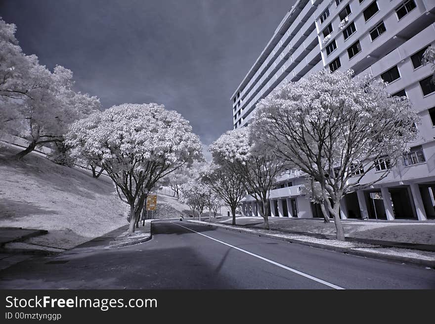 Infrared Photo- Road, Flat