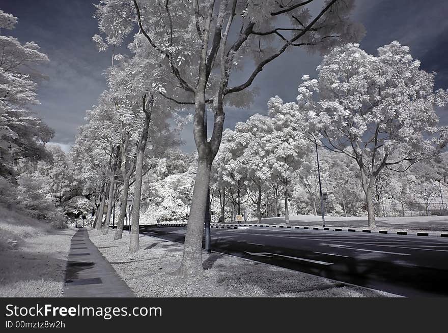 Infrared photo- tree, road