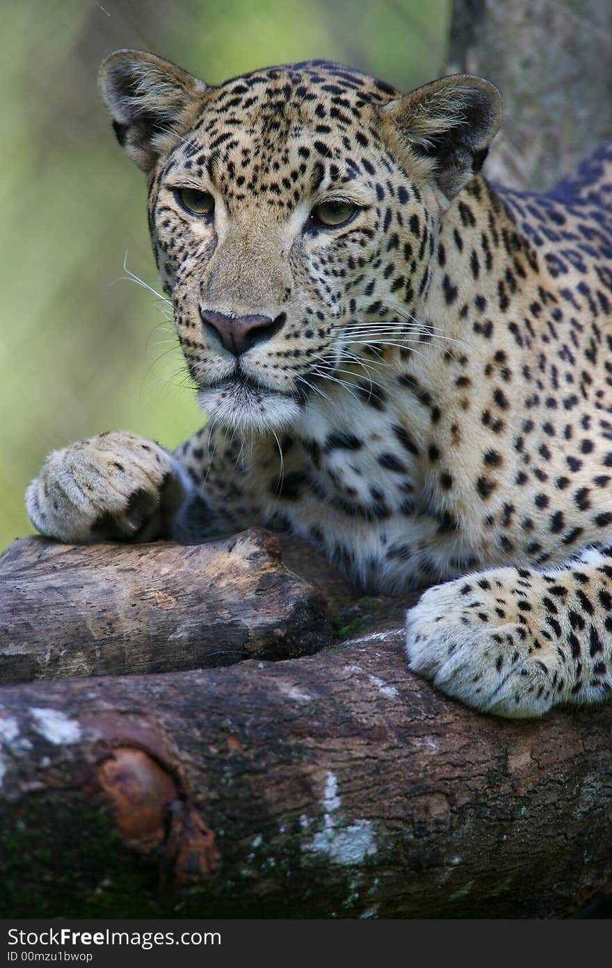 An African Leopard in the wild