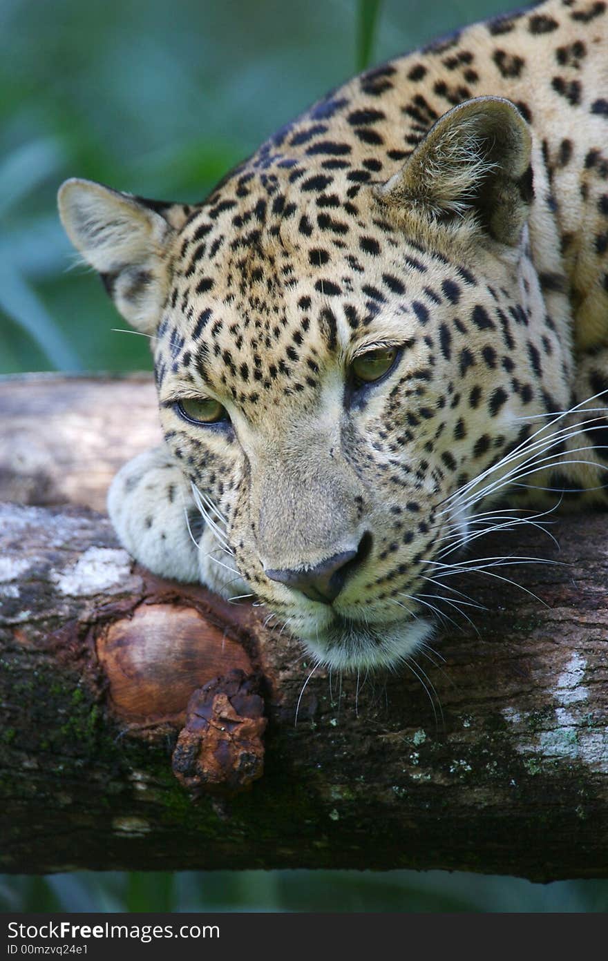 An African Leopard in the wild