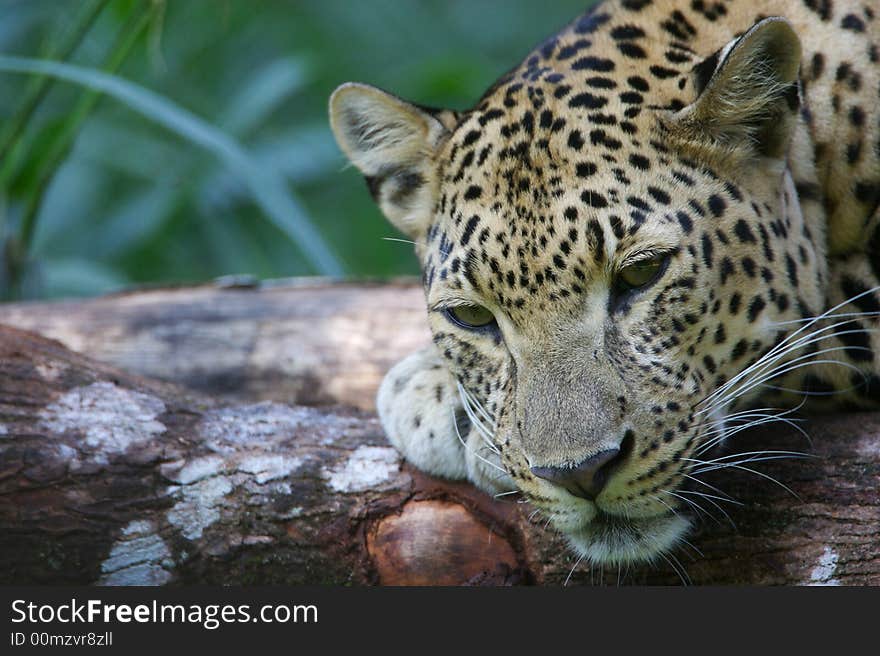 An African Leopard in the wild