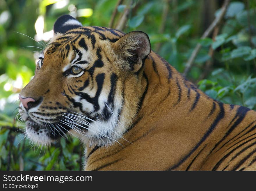 Malaysian Tiger