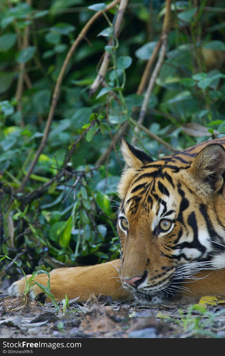 Malaysian Tiger