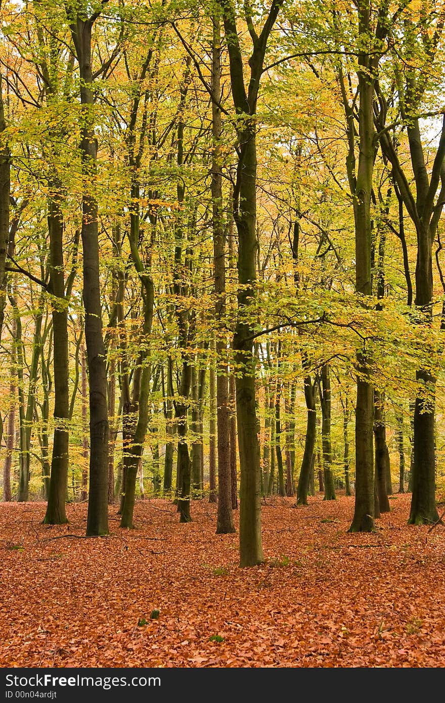 Autumn Forest