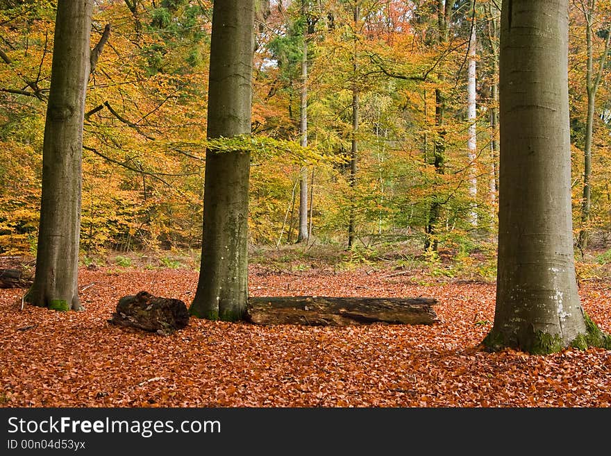 Three beech trees in an autumn colored forest. Three beech trees in an autumn colored forest