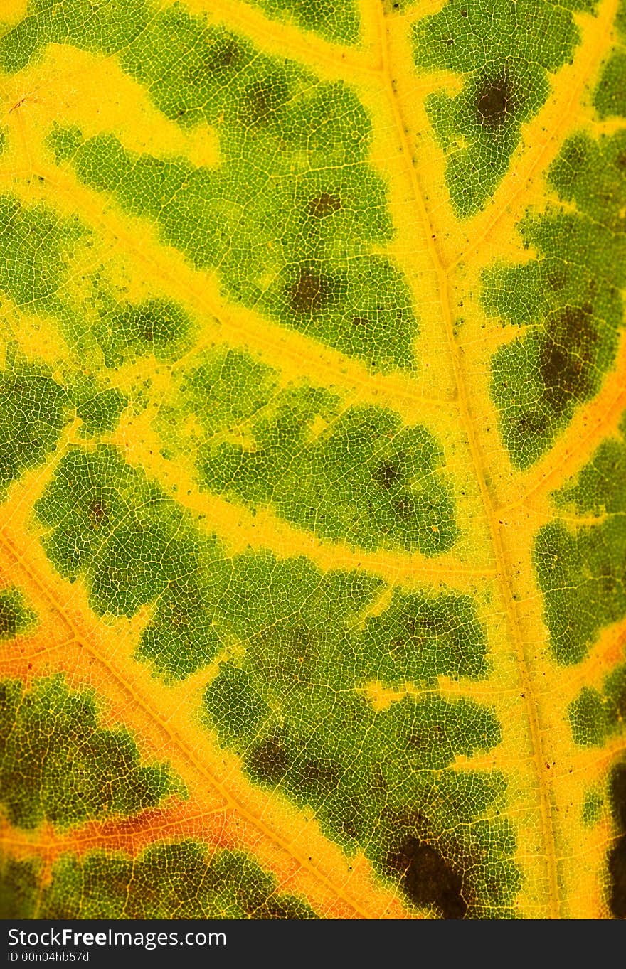 Bright colored autumn leaf showing its vein structure