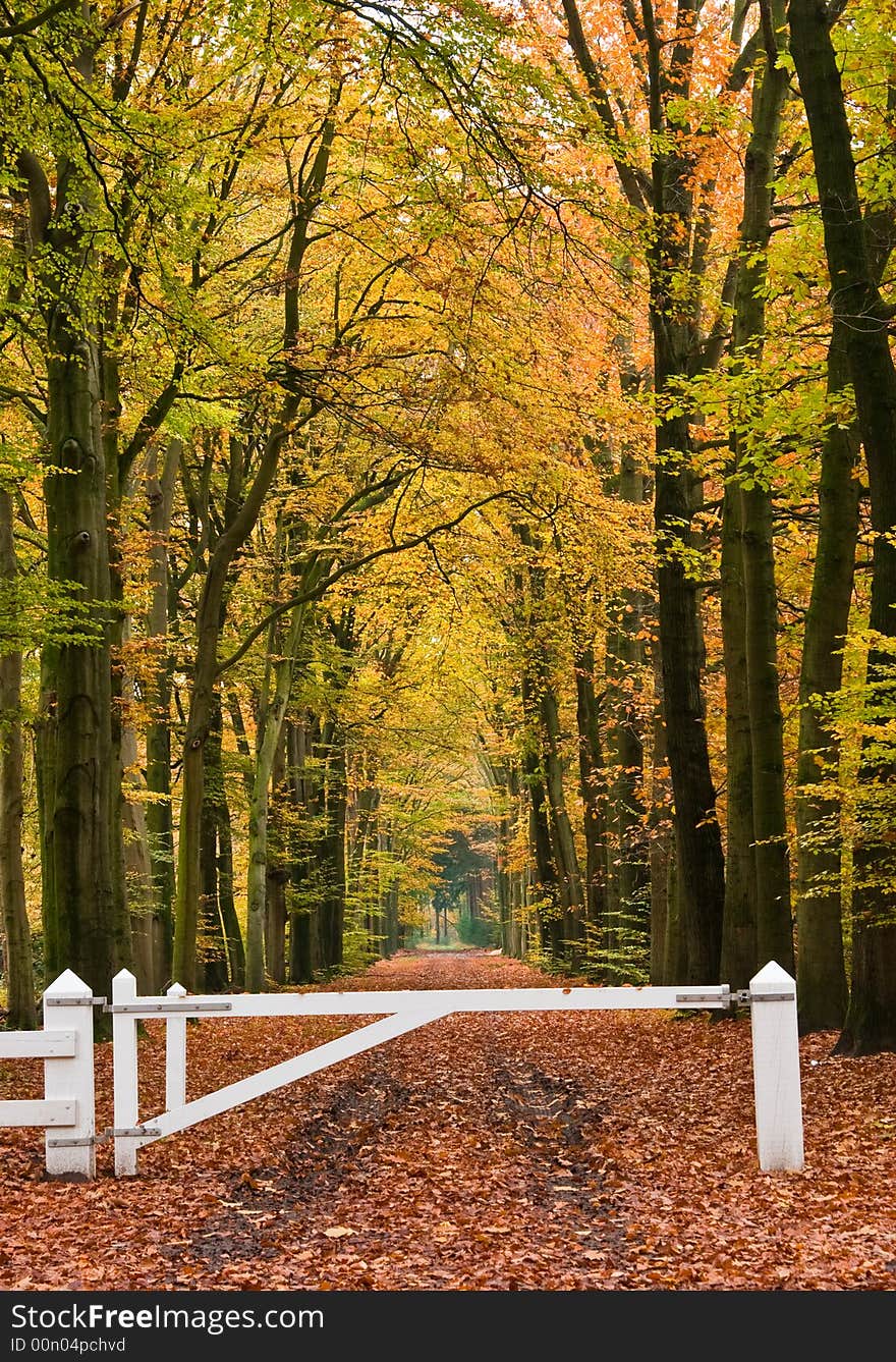 Forest lane with a white fence in an autumnal forest