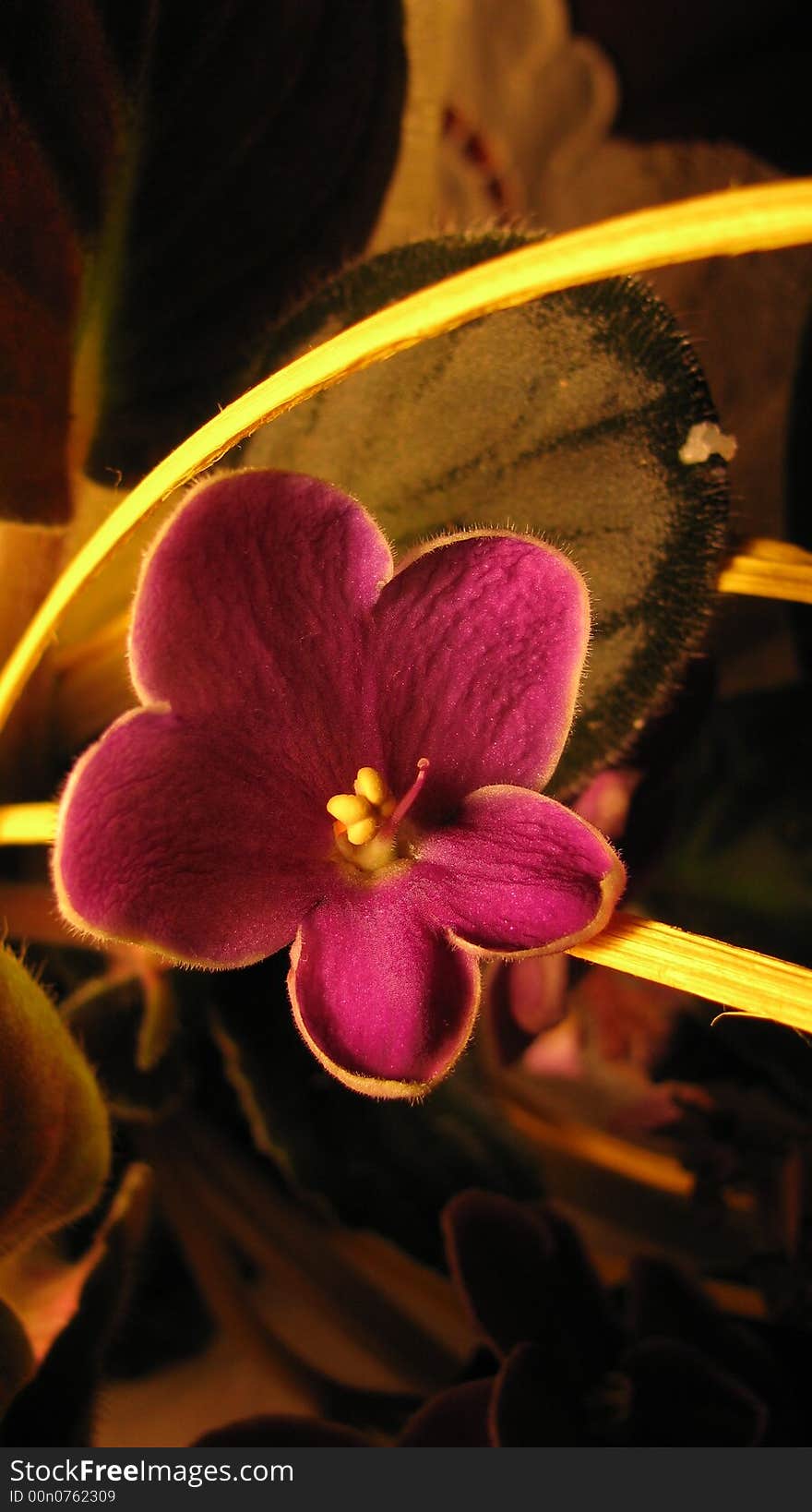 Violet, nice flower in room