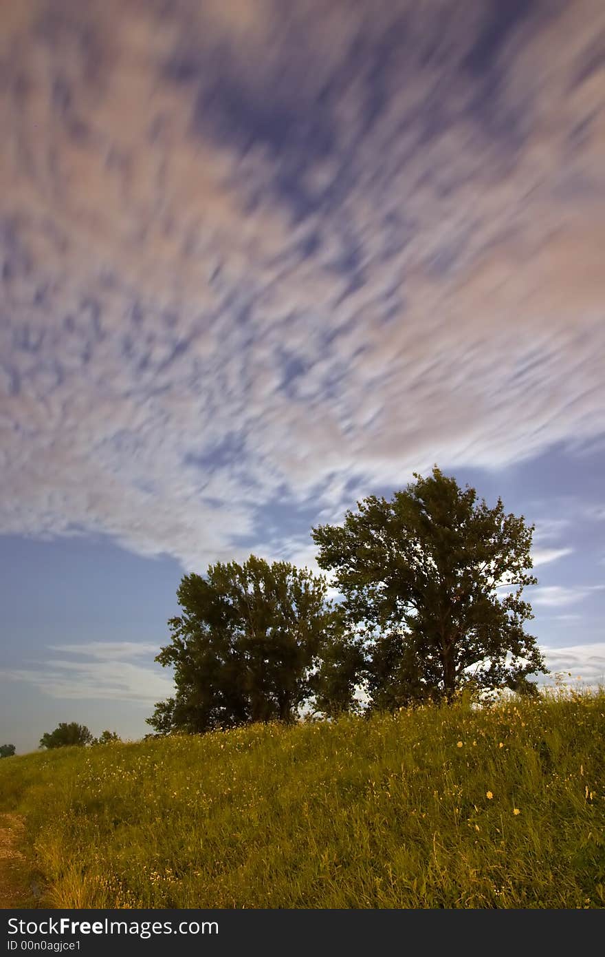 Trees and meadow