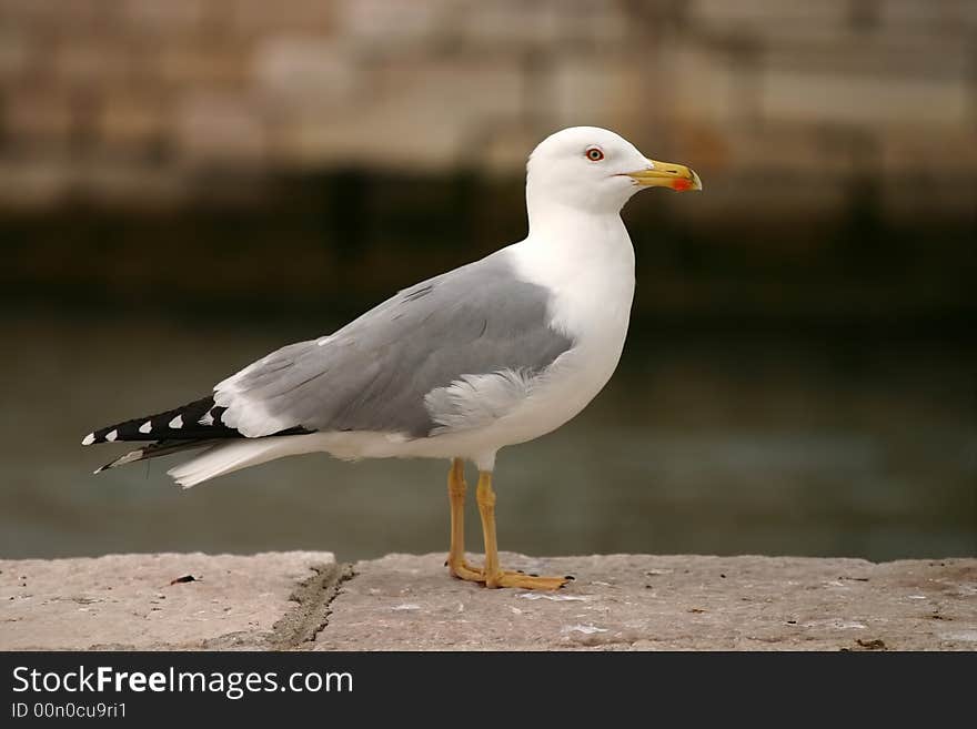 Seagull On Rock