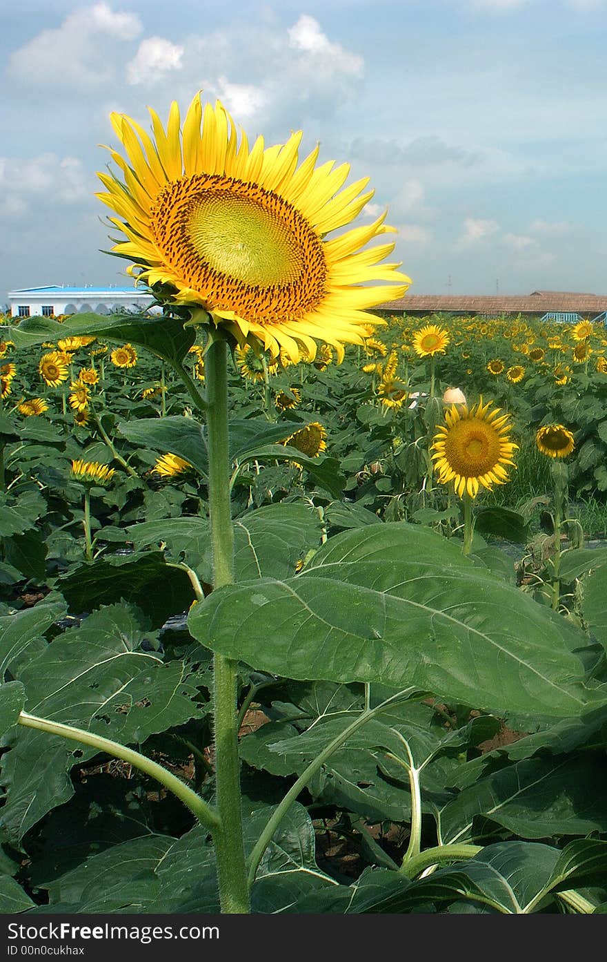 Bloom tall high up sunflower