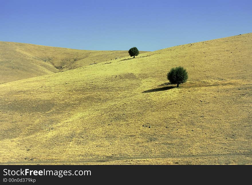 Two trees alone on dry meadows in Anatolia hills in summer, Turkey. Two trees alone on dry meadows in Anatolia hills in summer, Turkey.