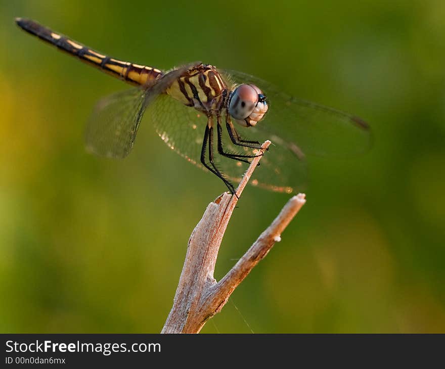 Protecting it's territory this dragonfly easily clings to a twig. Protecting it's territory this dragonfly easily clings to a twig