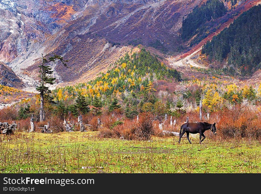 The meadow is the most beautiul area in the virgin forest. The meadow is the most beautiul area in the virgin forest.