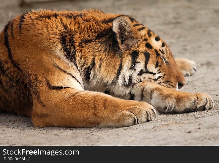 Tiger Sleeping