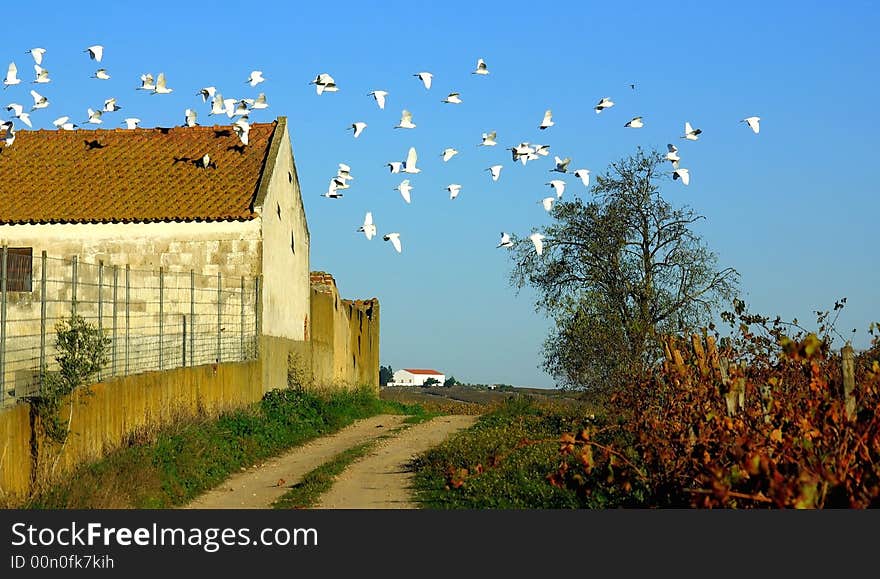 Birds In Flight