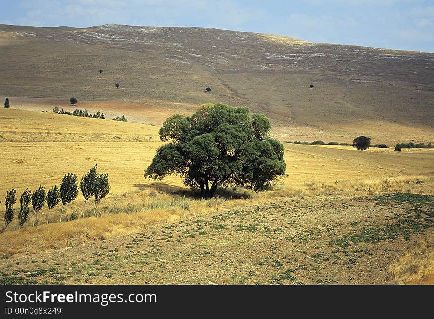 A tree alone on dry meadows in Anatolia hills in summer, Turkey. A tree alone on dry meadows in Anatolia hills in summer, Turkey.