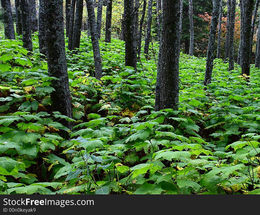 In the forest after the rain - trunks and tall grass