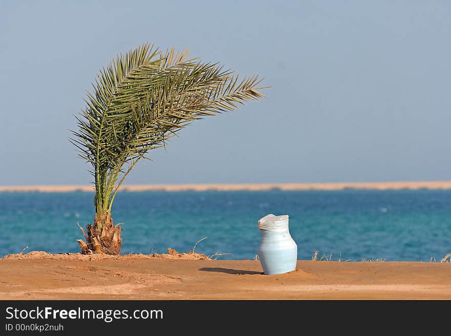 Palm In The Desert By The Sea