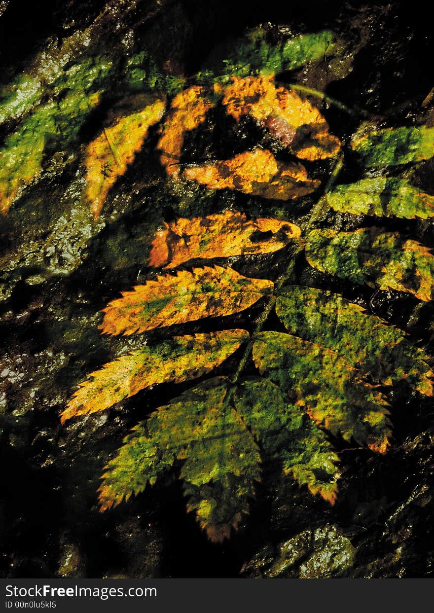 Art. Leaves of a mountain ash in the autumn in a wood