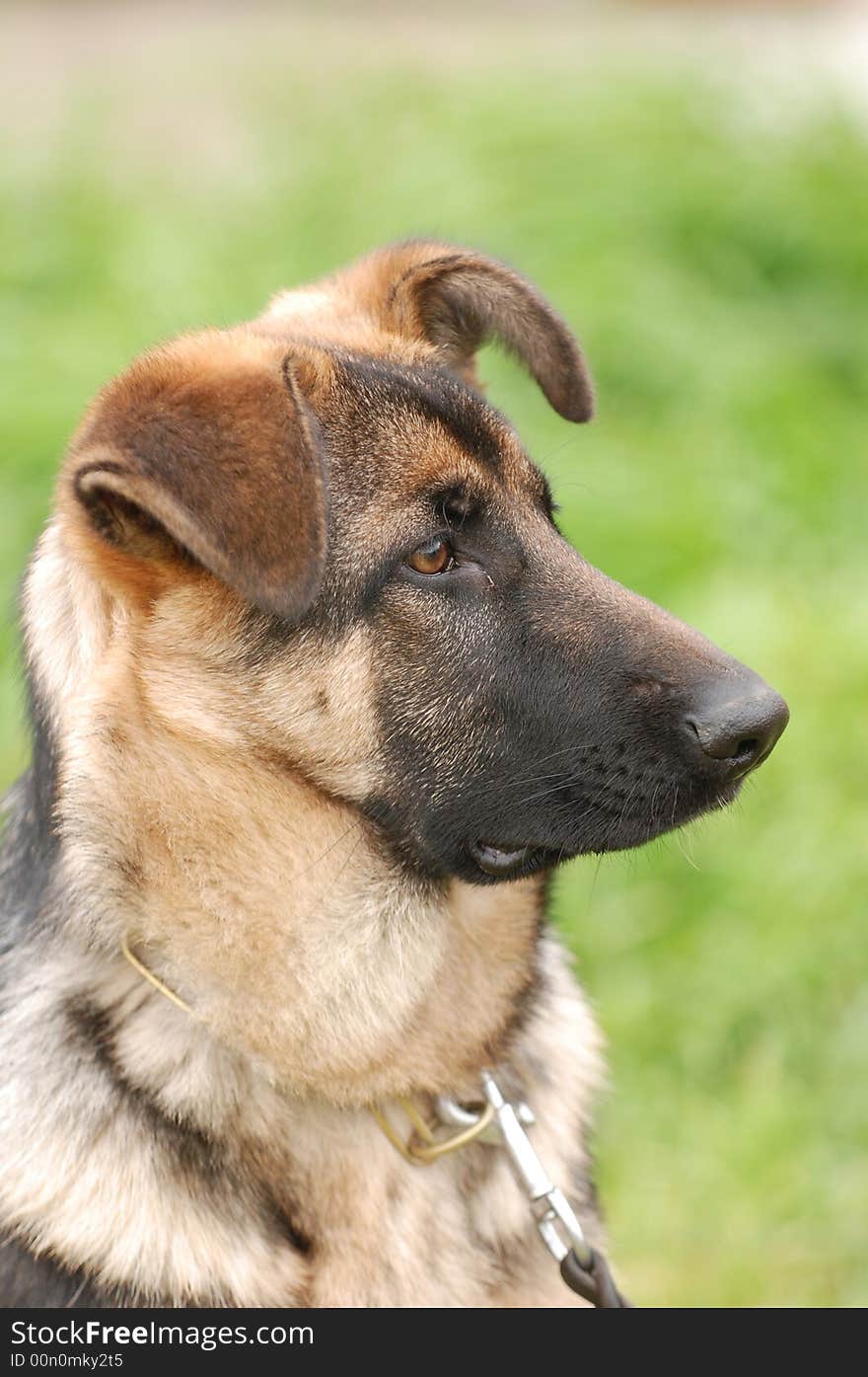 German shepherd dog puppy portrait in garden