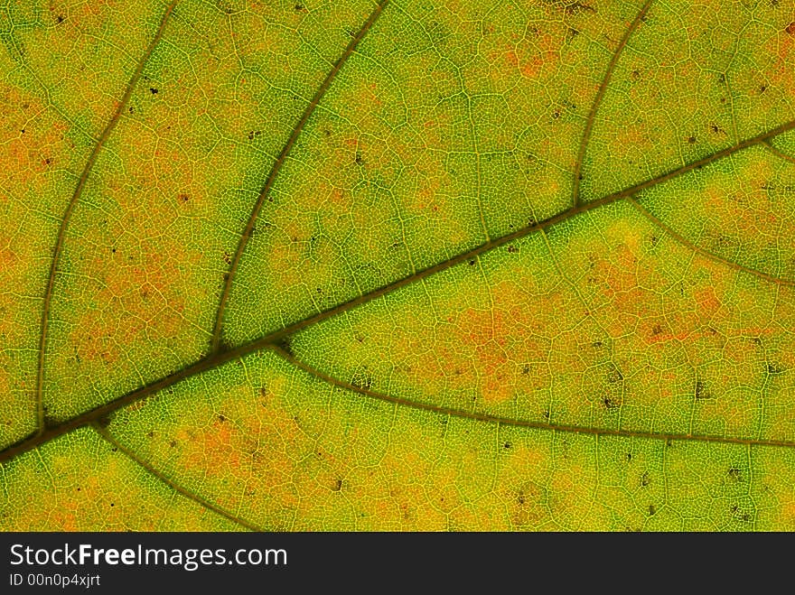 Multicolor leaf veins. Macro organic texture high resolution image.