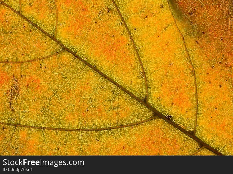 Multicolor leaf veins. Macro organic texture high resolution image.