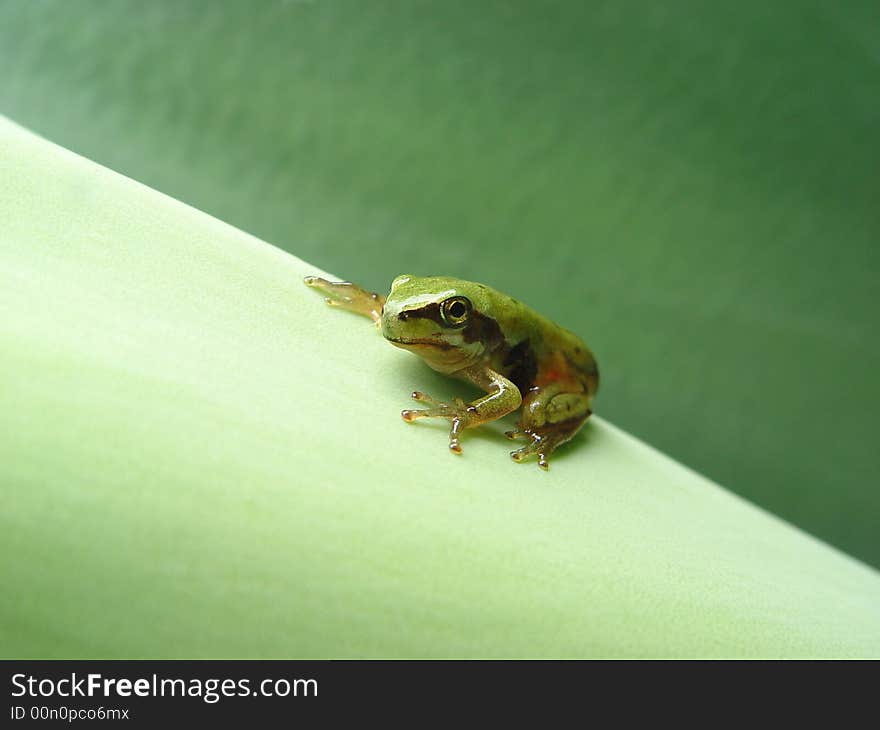 Tadpole