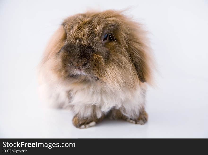 Dwarf rabbits that are pet. Dwarf rabbits that are pet