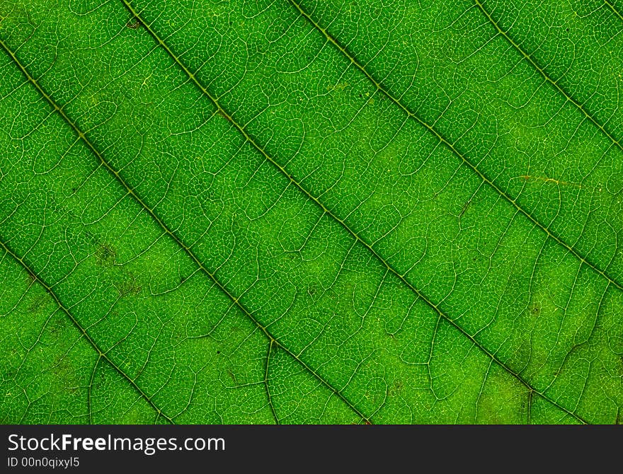 Multicolor fallen leaf macro texture high resolution image.