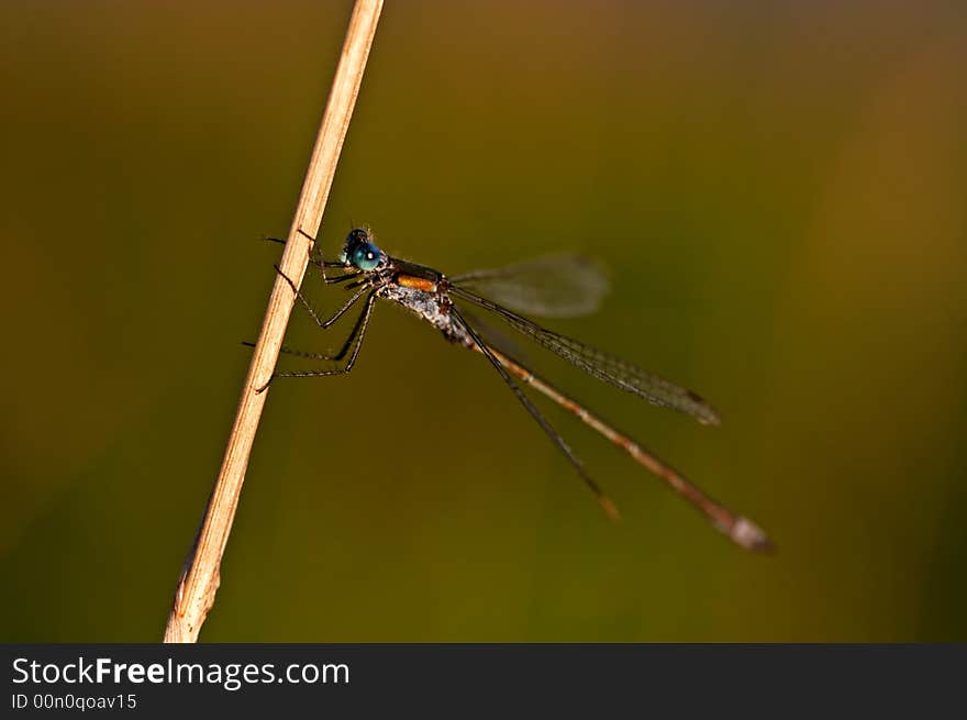 Damselfly perched on a grass