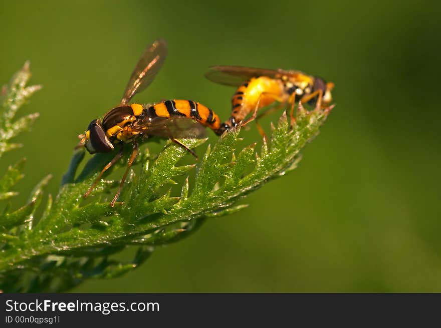 Mating DroneFlies