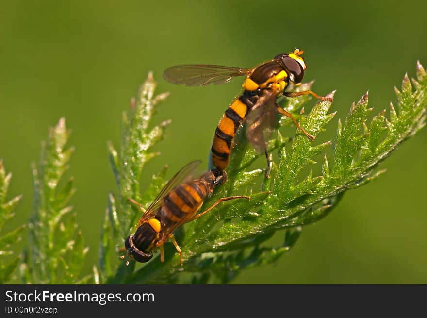 Mating DroneFlies