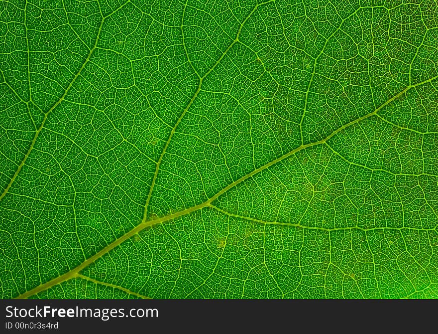 Green leaf texture macro image. Great organic texture.