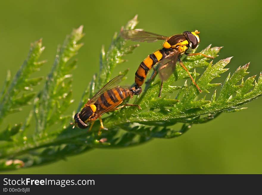 Mating DroneFlies