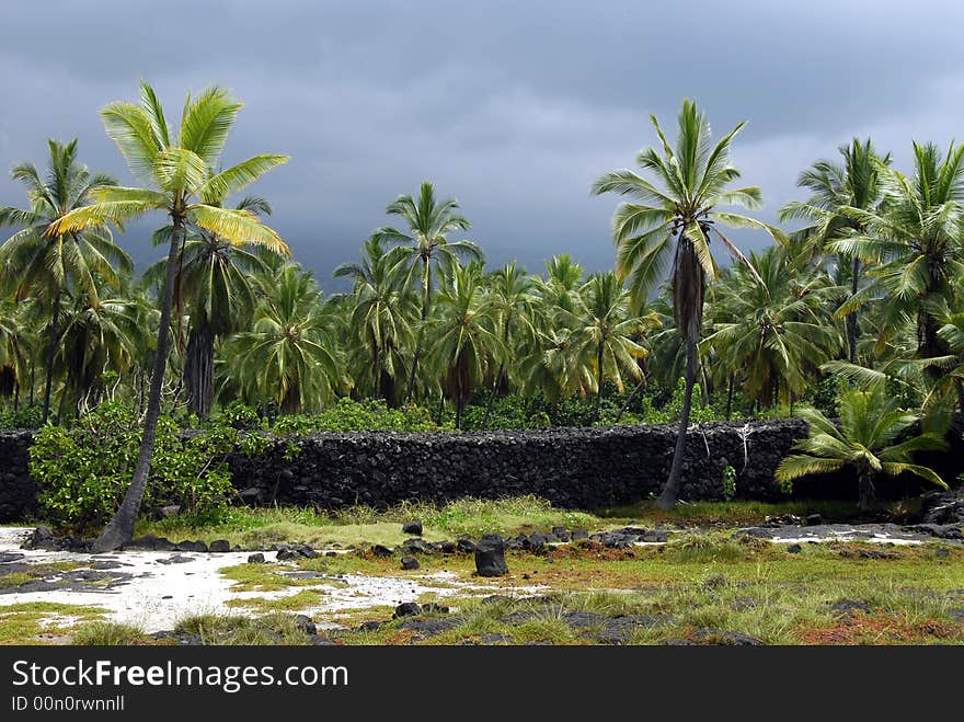 Hawaiian Palm Trees