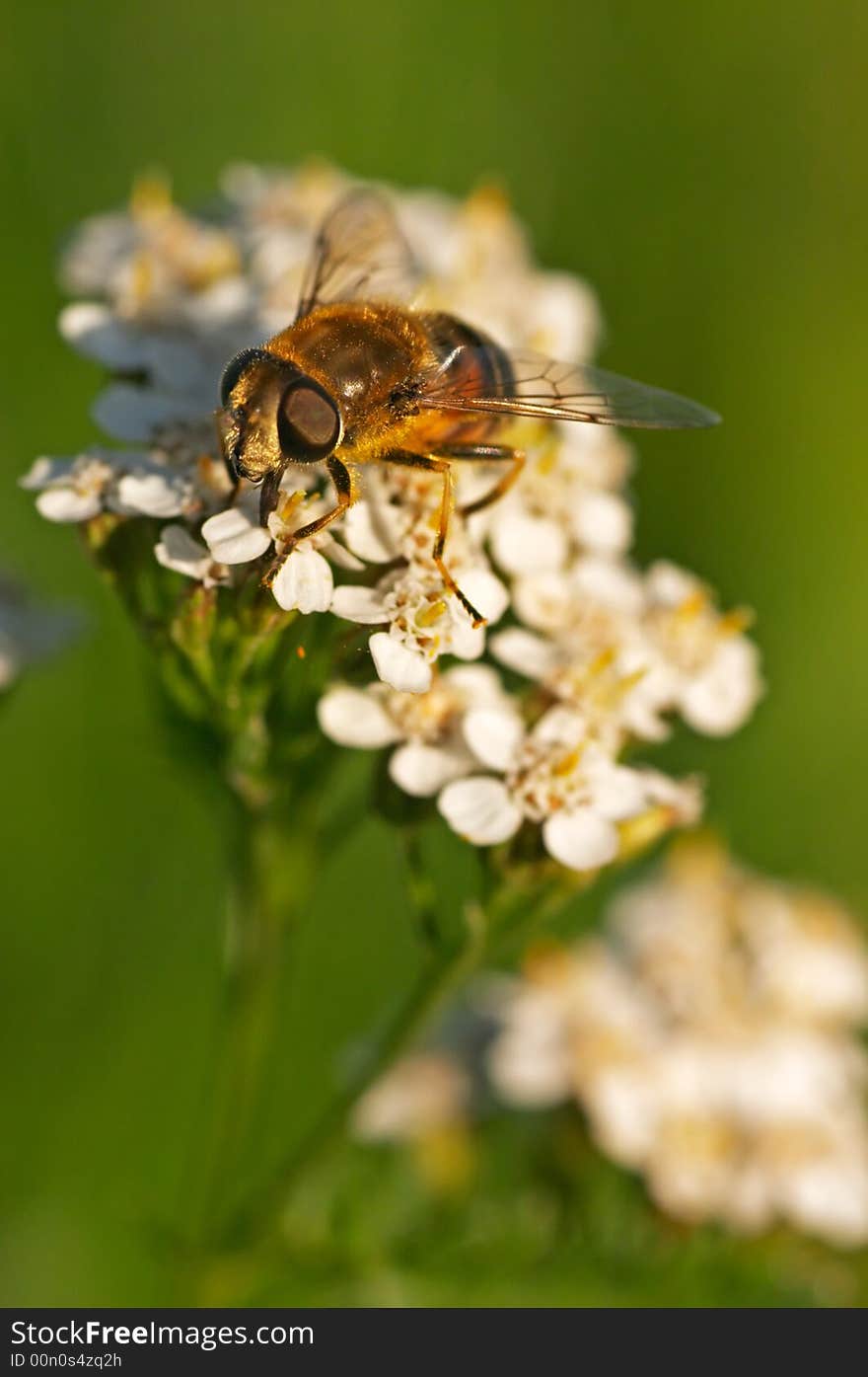 Hoverfly