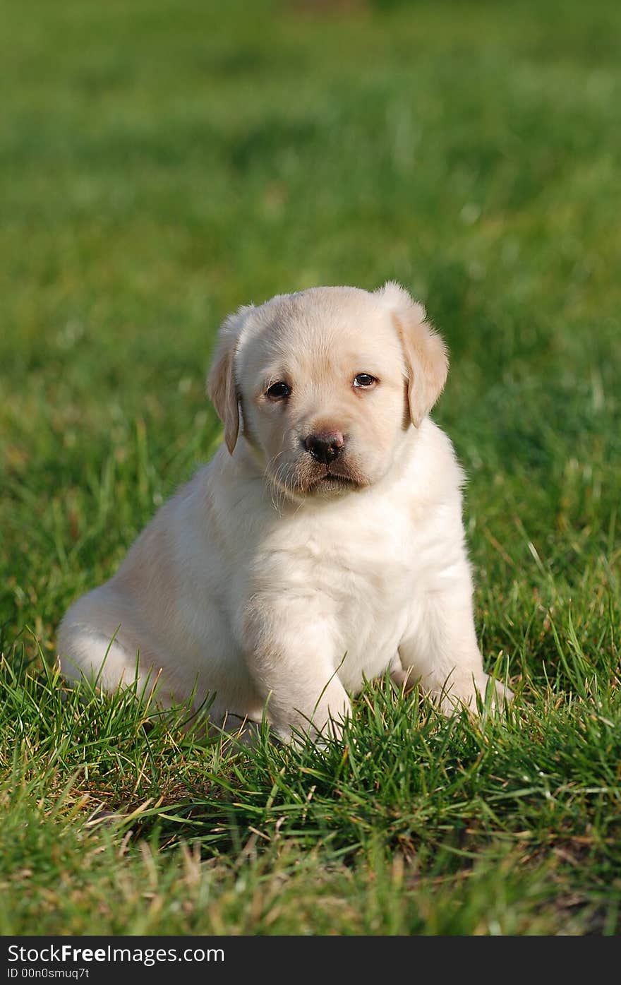 Labrador Puppy