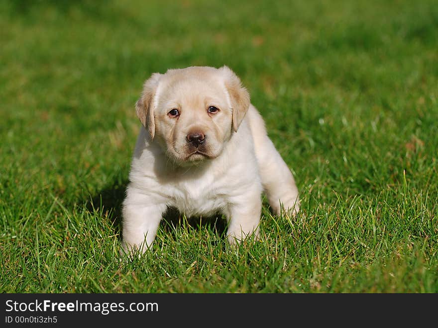 Little Yellow Labbrador retriever puppy. Little Yellow Labbrador retriever puppy